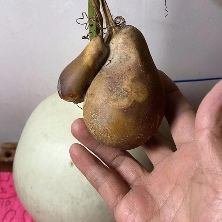 顶***上青皮葫芦手把件摆件