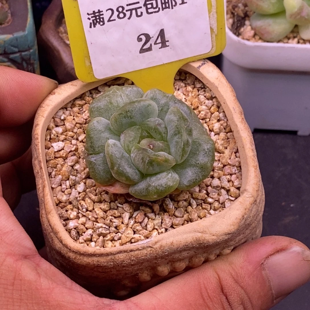 124白恋拉丝石化锦……