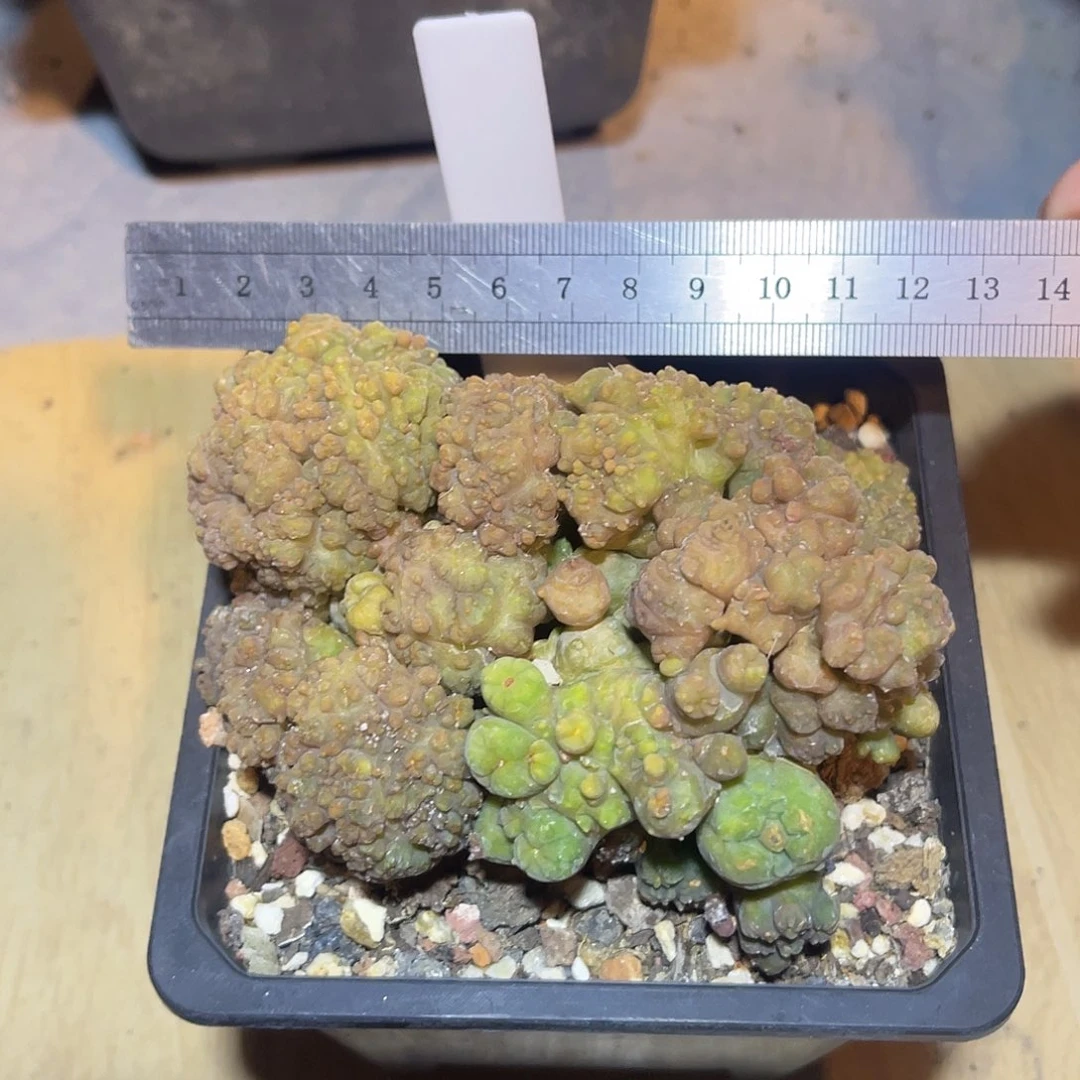 程程柱缀化仙人球