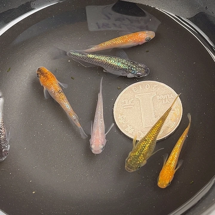 青鳉鱼随机星光7条59号