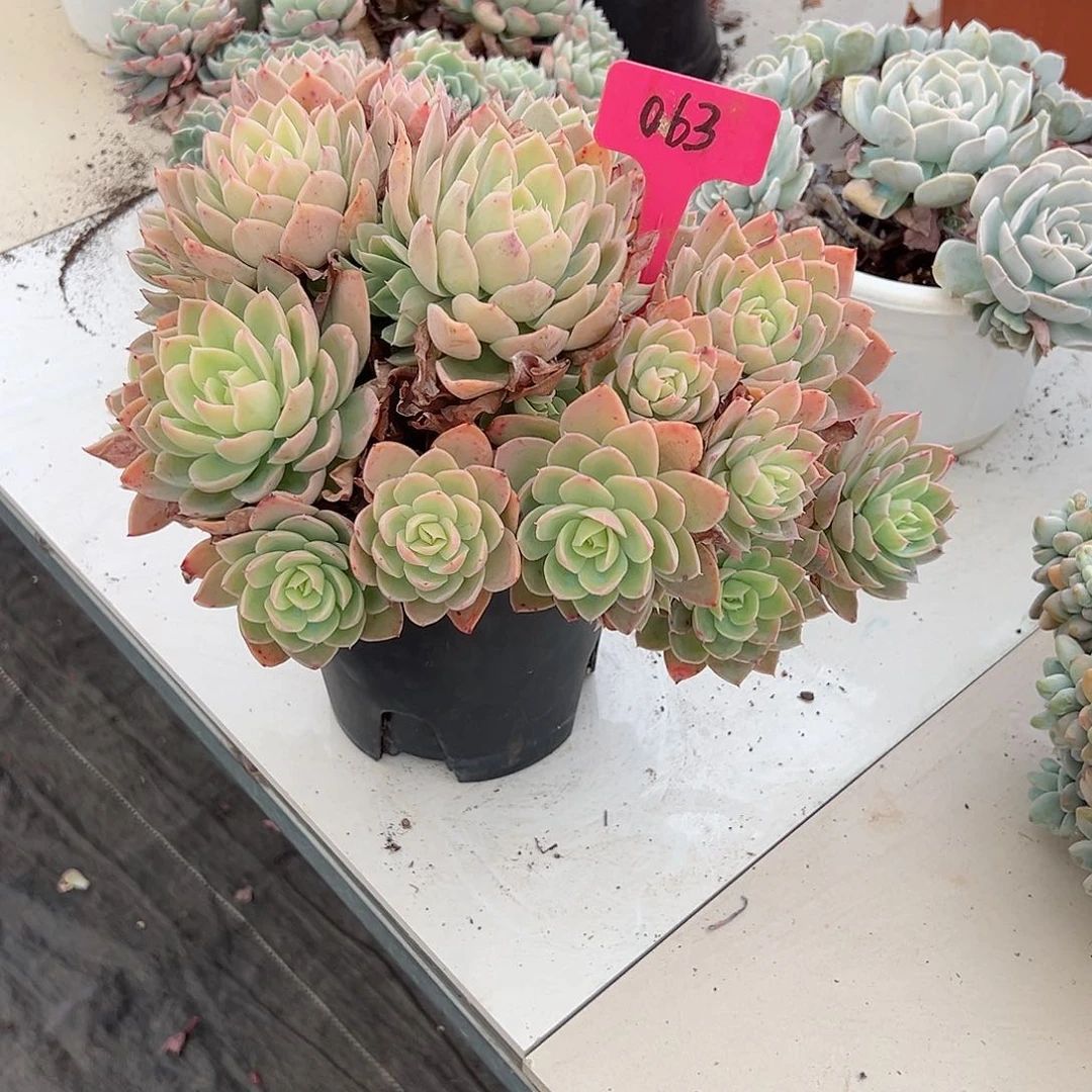 ·****w063丝绸多肉植物