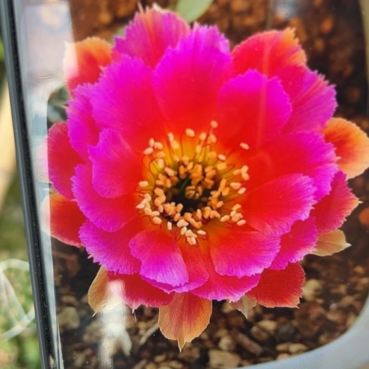 52丽花小乔歪无根侧芽2一3公分左右20包邮