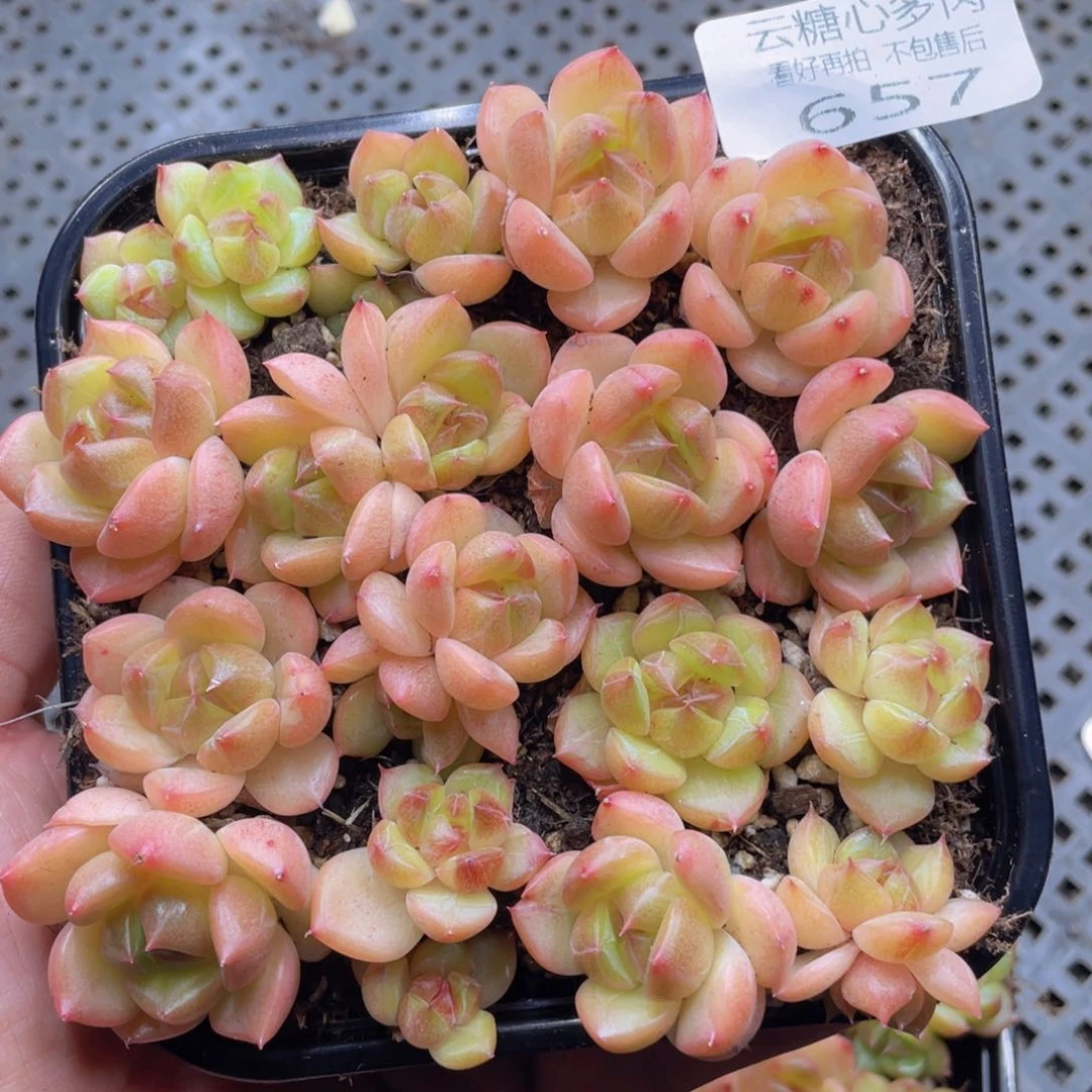 云糖心多肉植物657