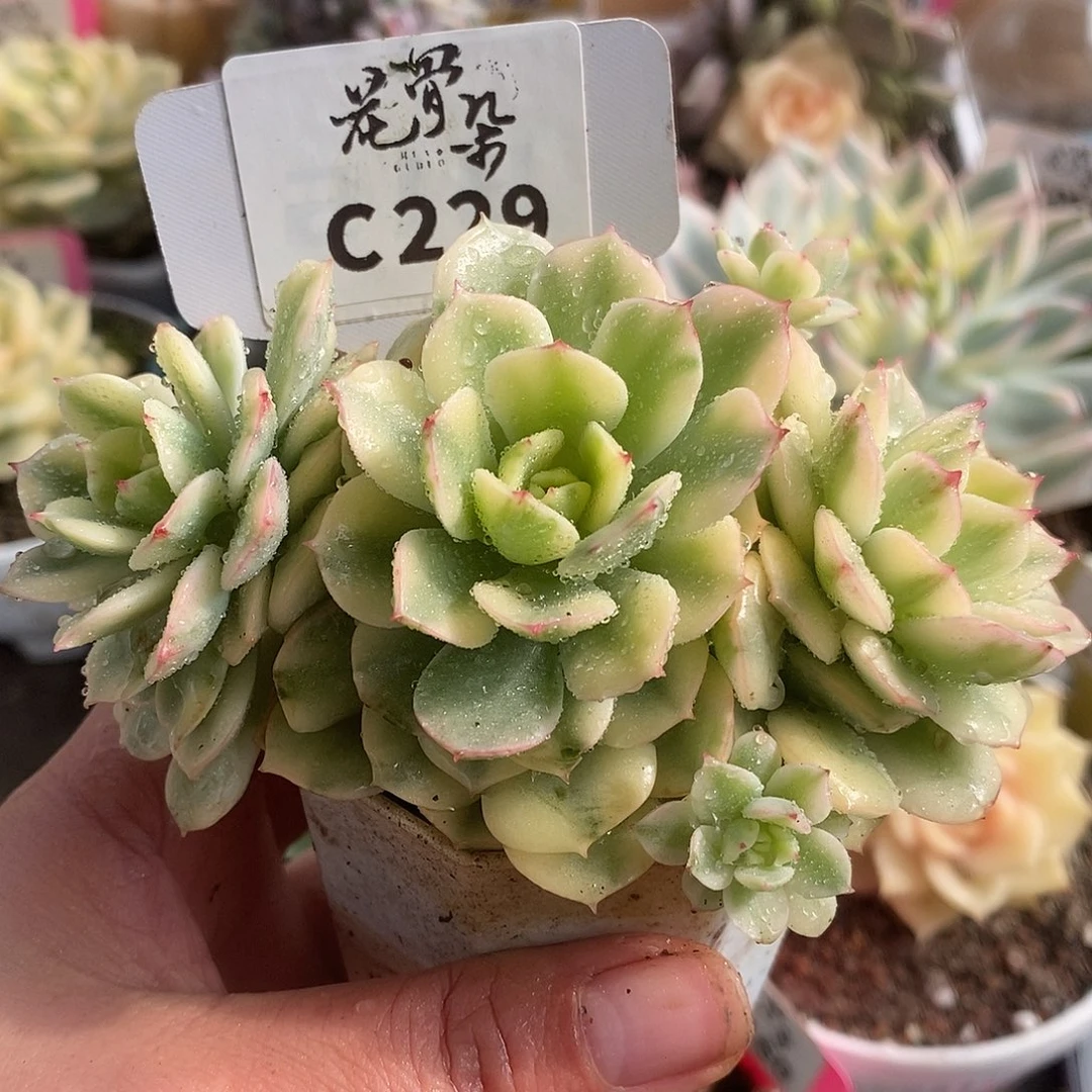 229红化妆哈哈哈哈