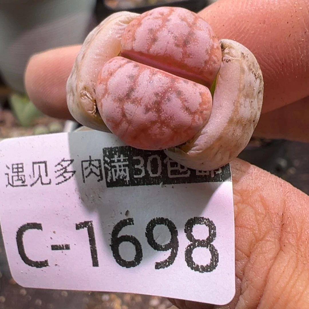 多肉植物11111111111111