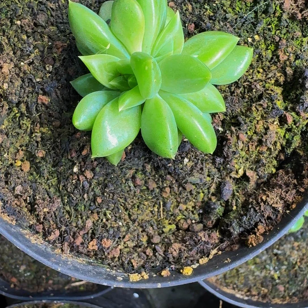 黄体牵手 叶插 一物一拍