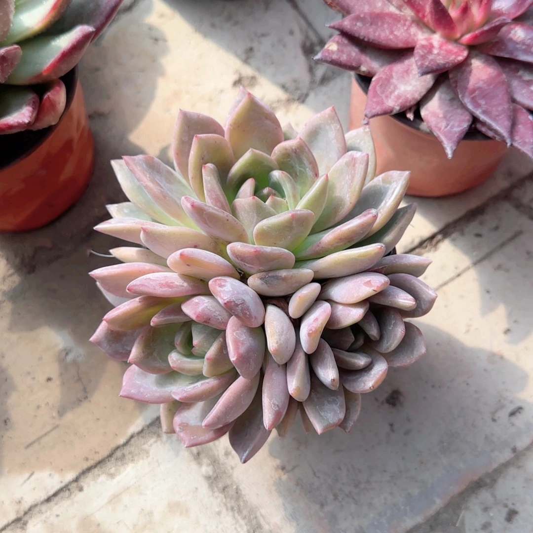 无花朵一块钱果冻橙三头福袋