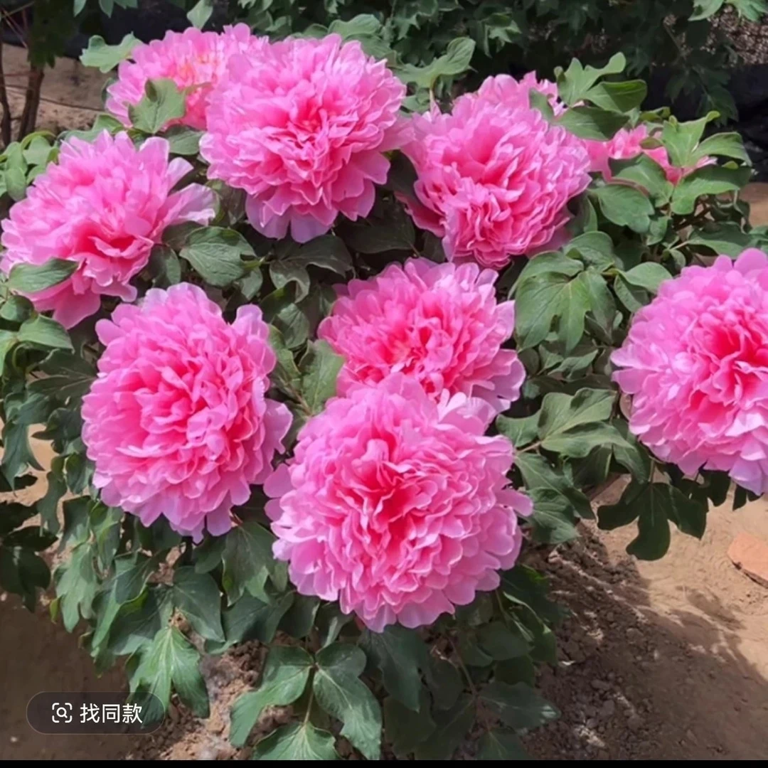 （补发）重瓣大花牡丹树耐寒好养室内外庭院种植带芽发货
