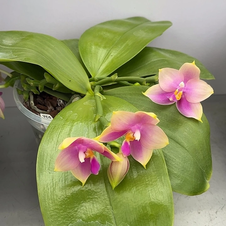 完全开放4.5寸杯蓝贝交弥陀白虎超香