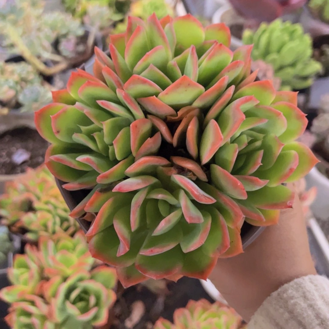 绮罗仙子四头起发