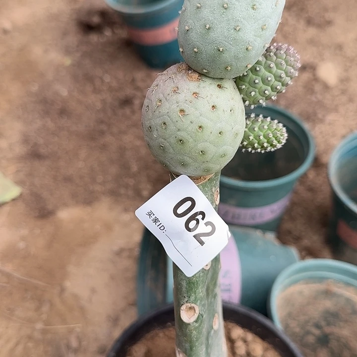 小***)特价习志野062特价