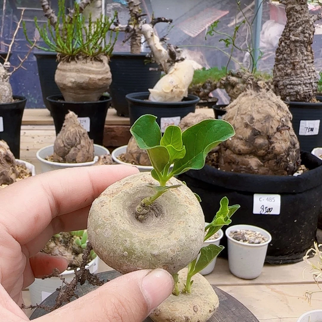 578黑球花罗摩块根植物