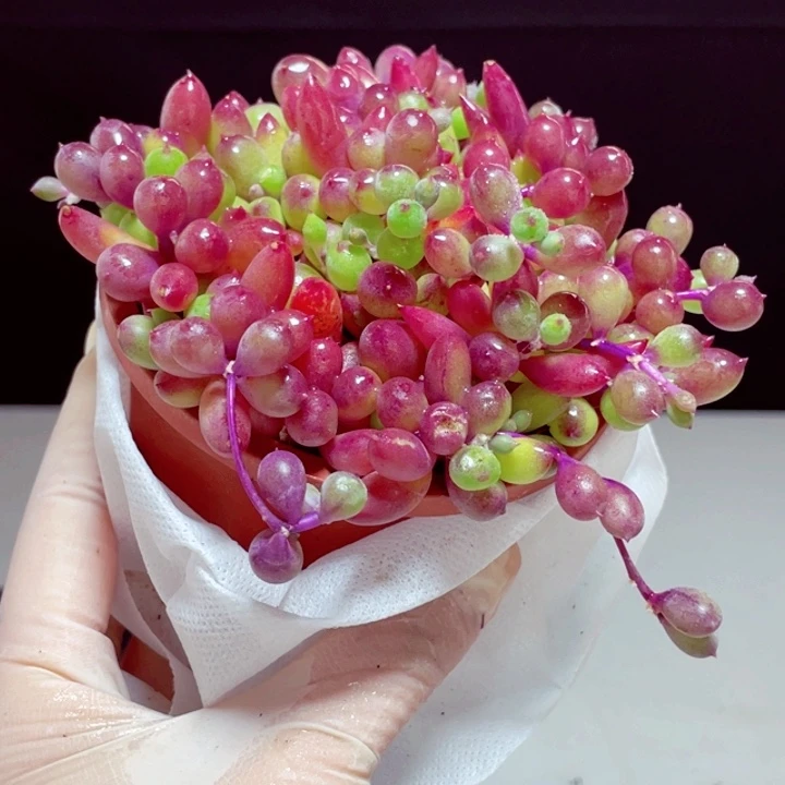 紫玄月样品1盆带盆发货6