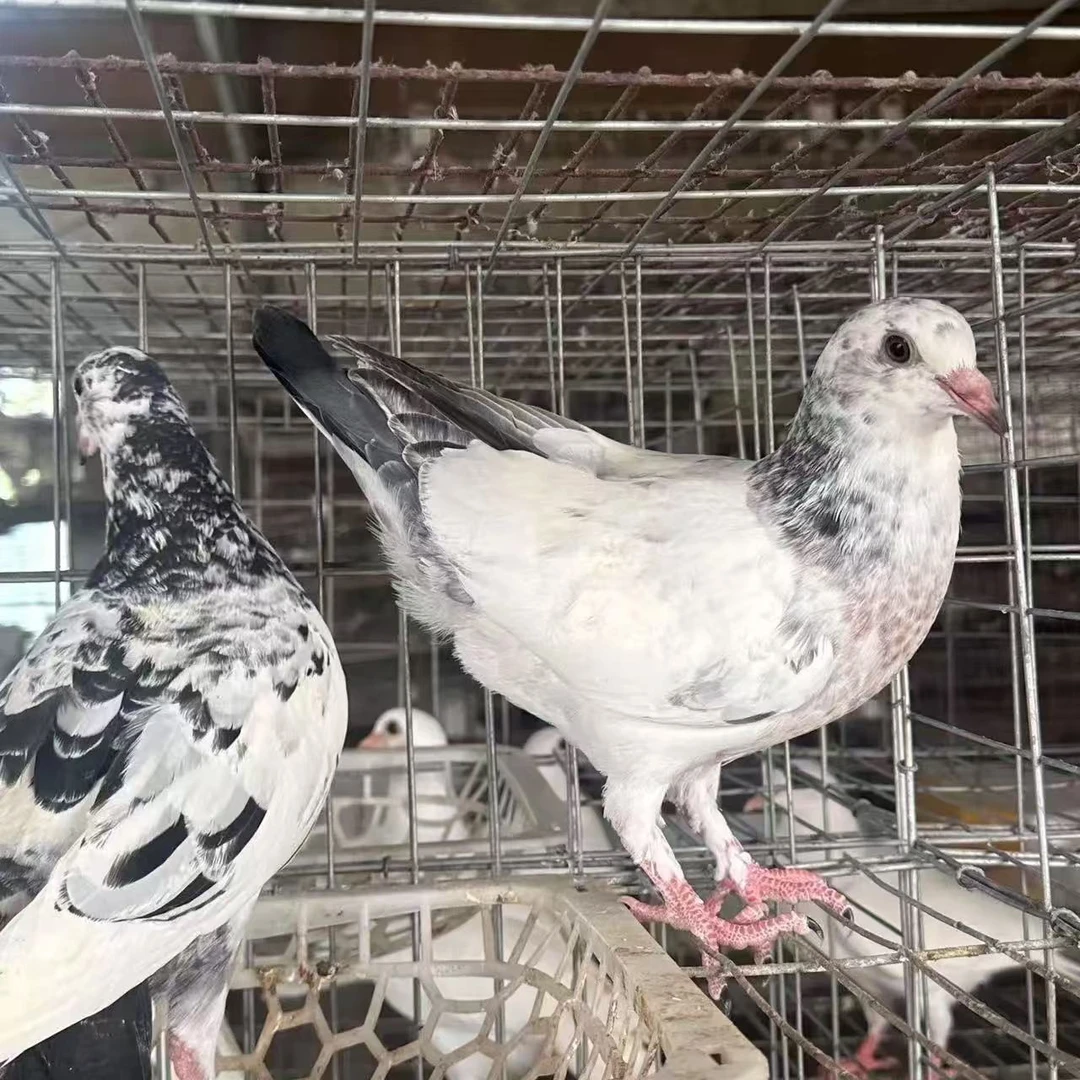 落地王青年肉鸽颜色全 包活包邮