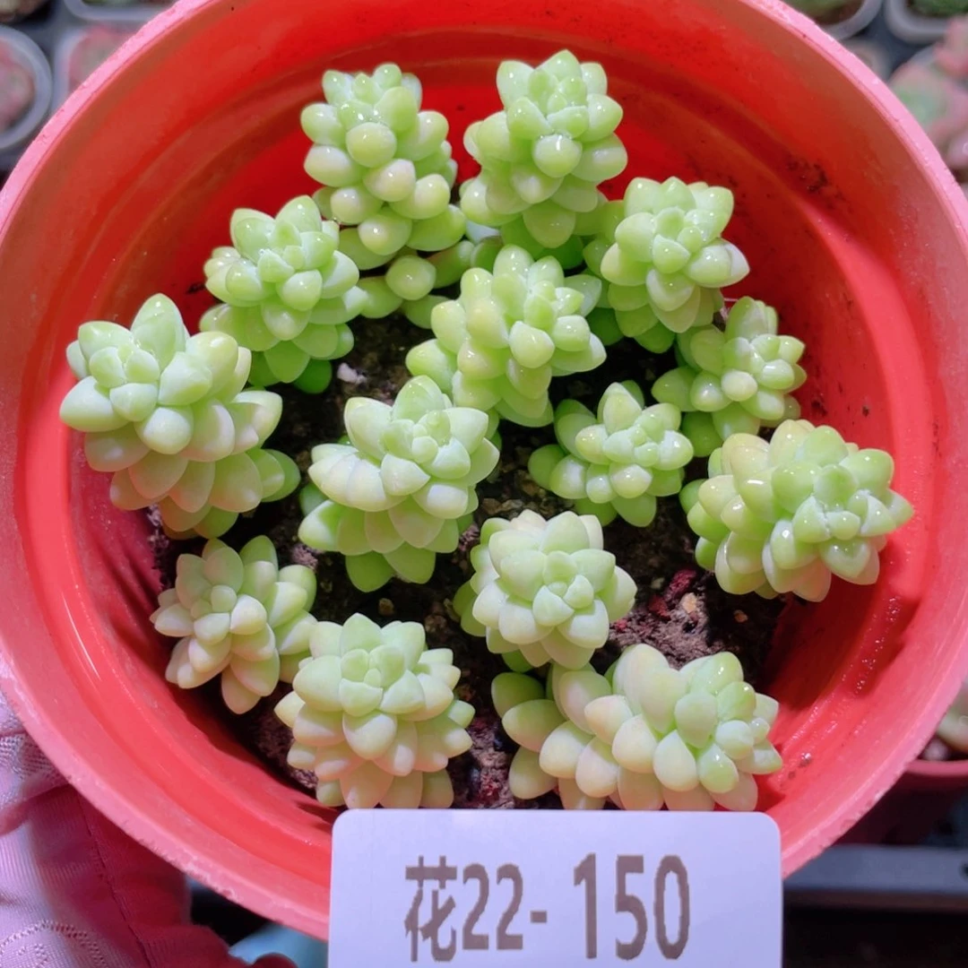 花利美22-150玉坠含盆