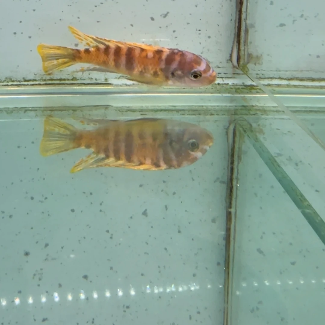 慈鲷609果酱猫。