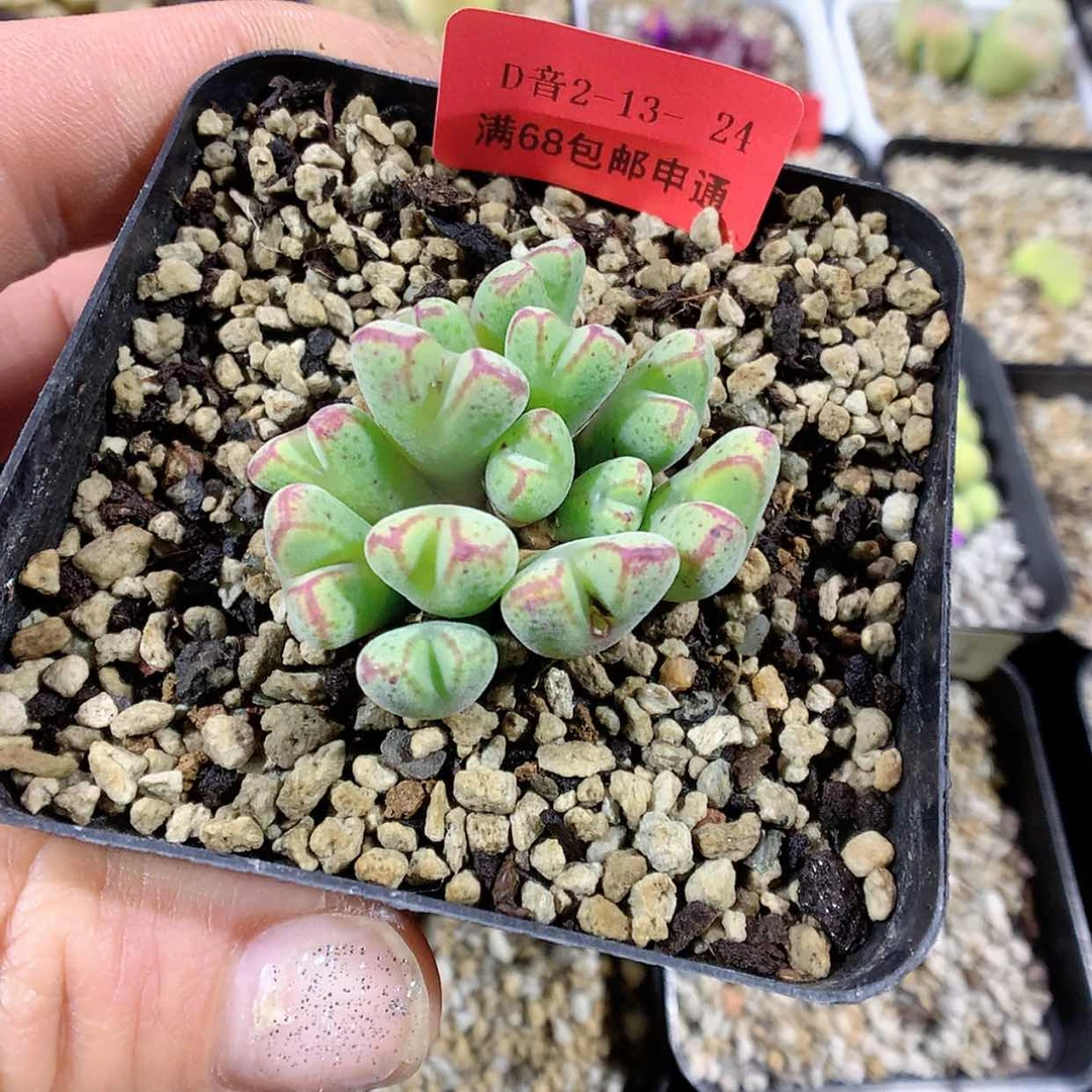 【闪购商品】2-13-24 红嘴斑马肉肉 25