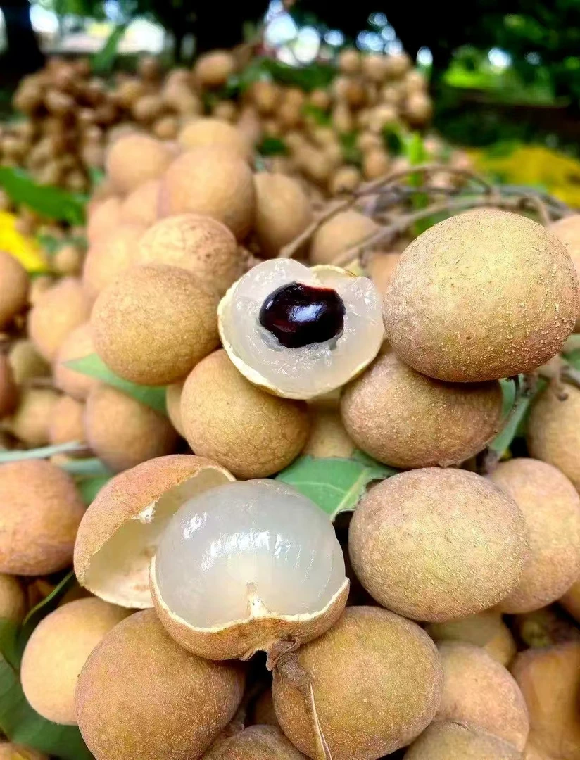 【顺丰包邮】广西石硖龙眼桂圆脆甜好吃新鲜当季产地直发现摘现发