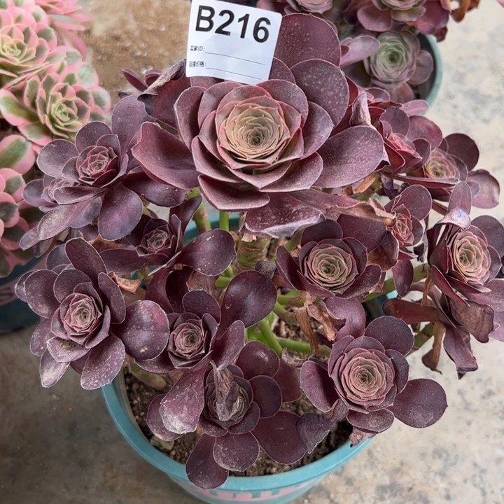 216魅金玫瑰25厘米左右半木质