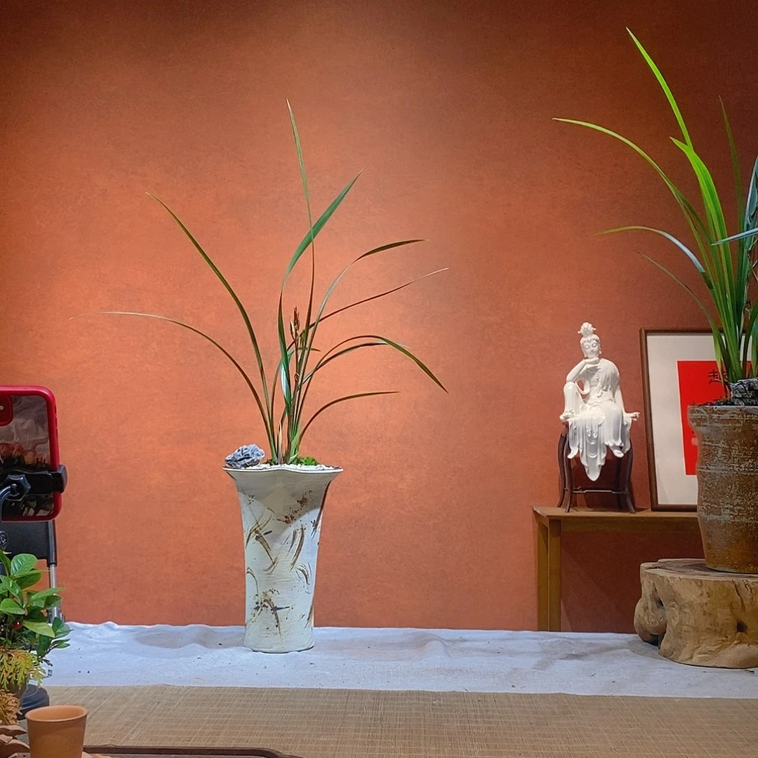 ****唛无花朵老桩精品竹盆景（兰花）