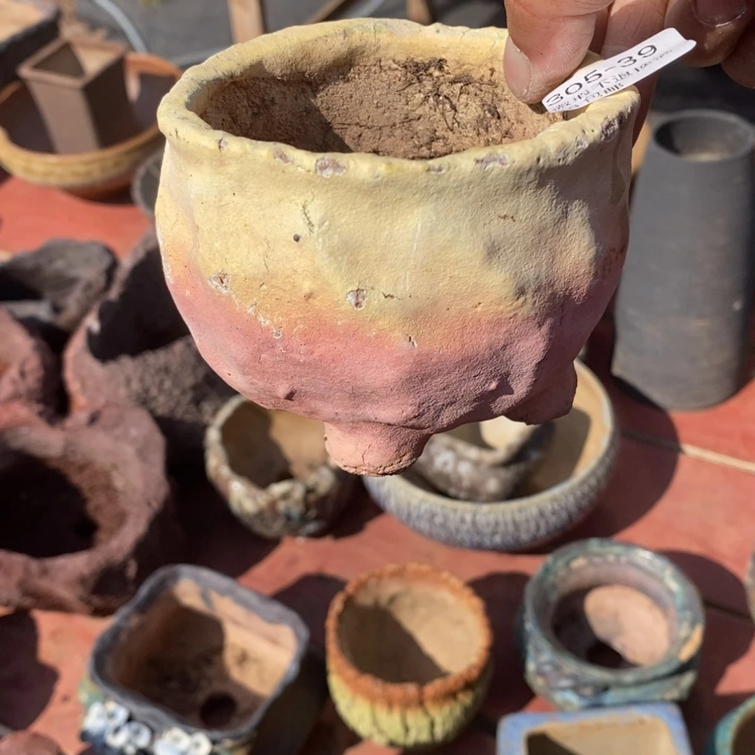 红陶岁**好39号多肉盆一个呀