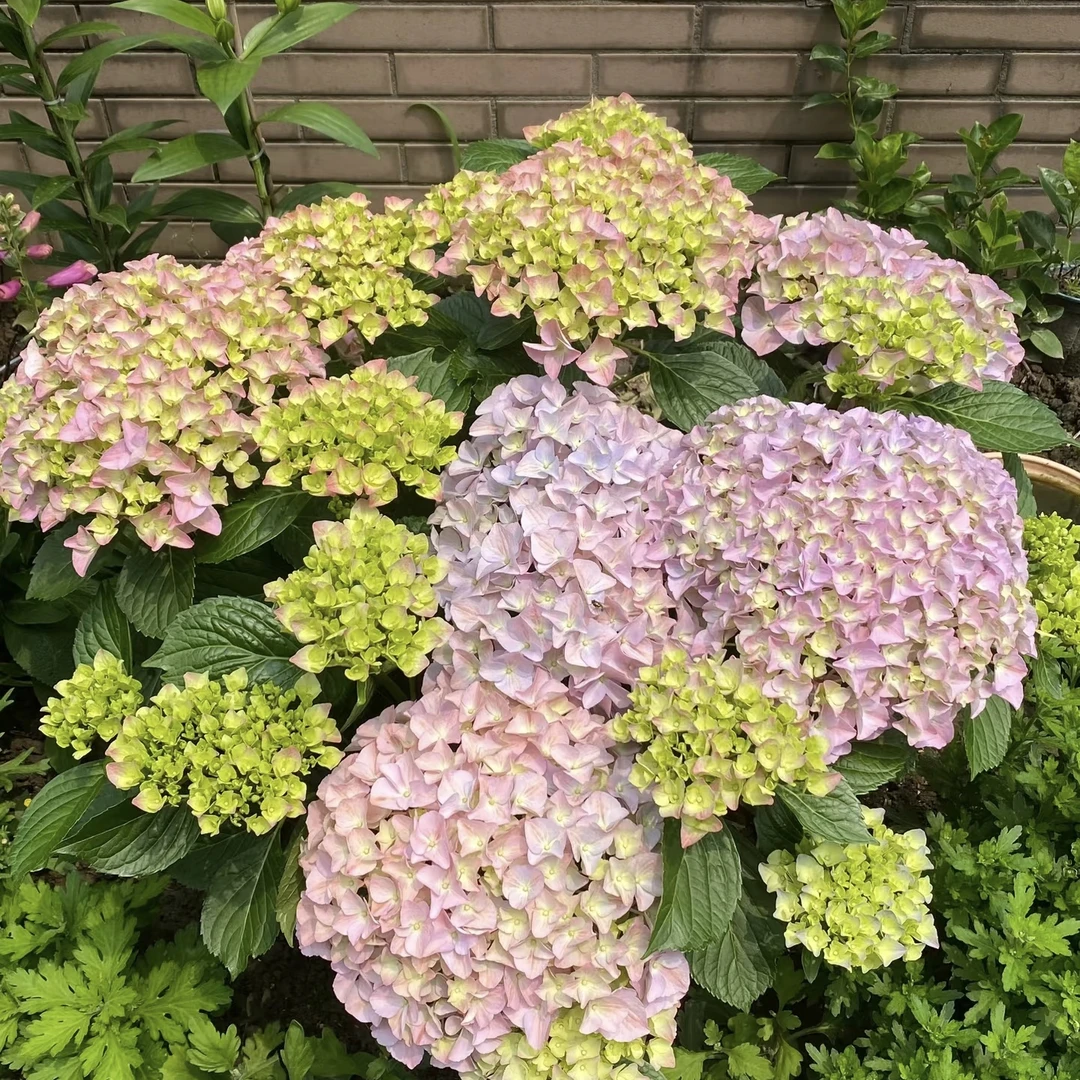 【高杆巨无霸粉色】一加仑 绣球花 室内外盆栽多年生庭院阳台易养