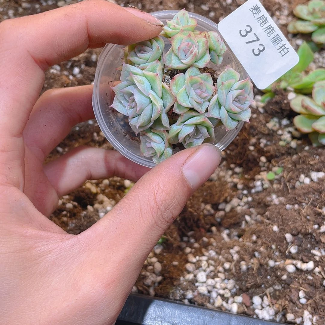 柒*玥373定向一颗。