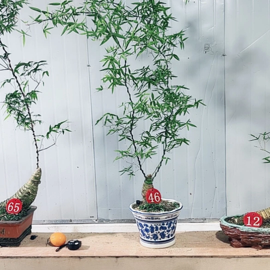 【闪购商品】完全开放难**涂