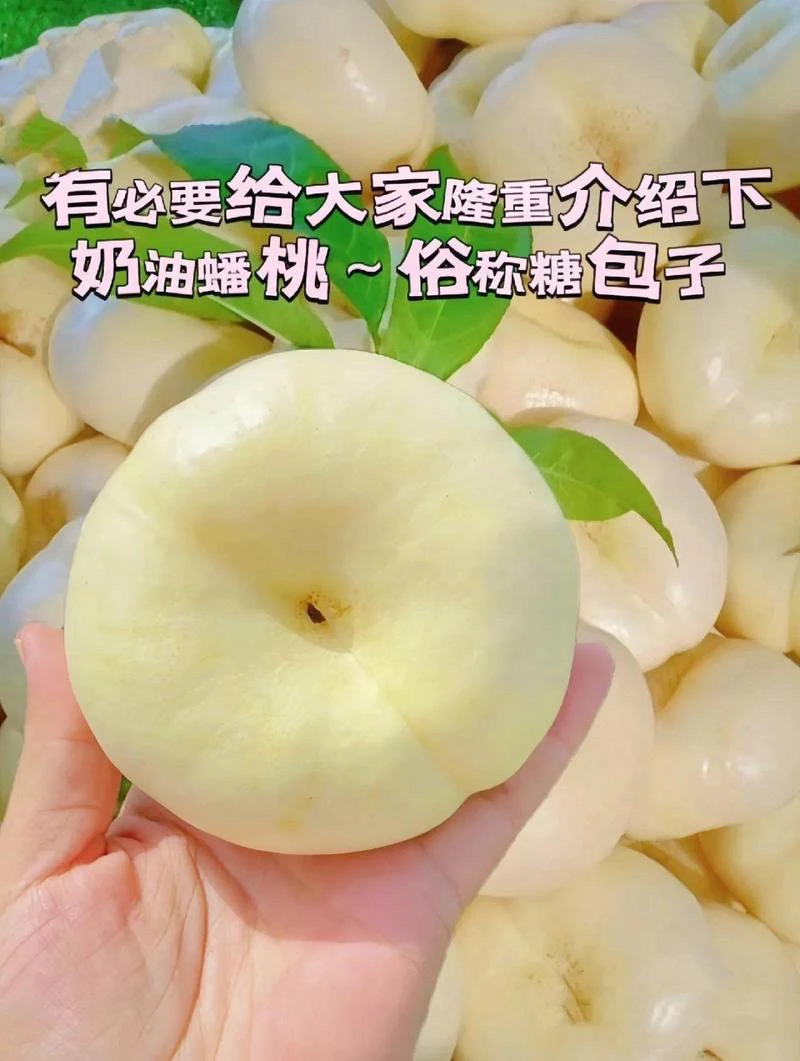 山东蒙阴白奶油号蟠桃新鲜水果当季整箱脆甜爽口软糯爆汁