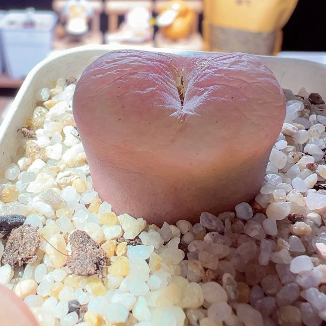 1228-177多肉多日粉荔枝