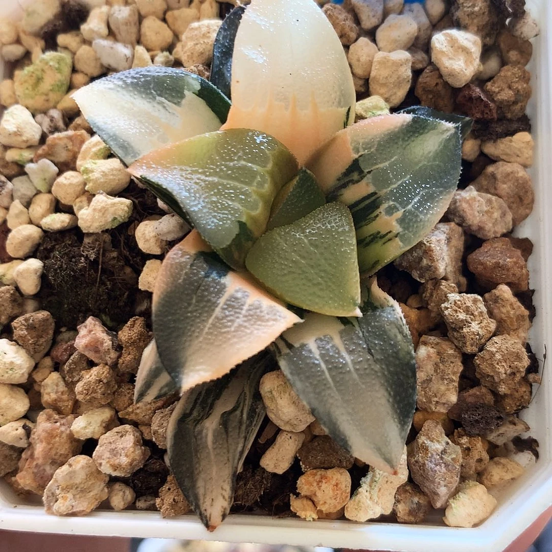 克锦，一物一拍，168号