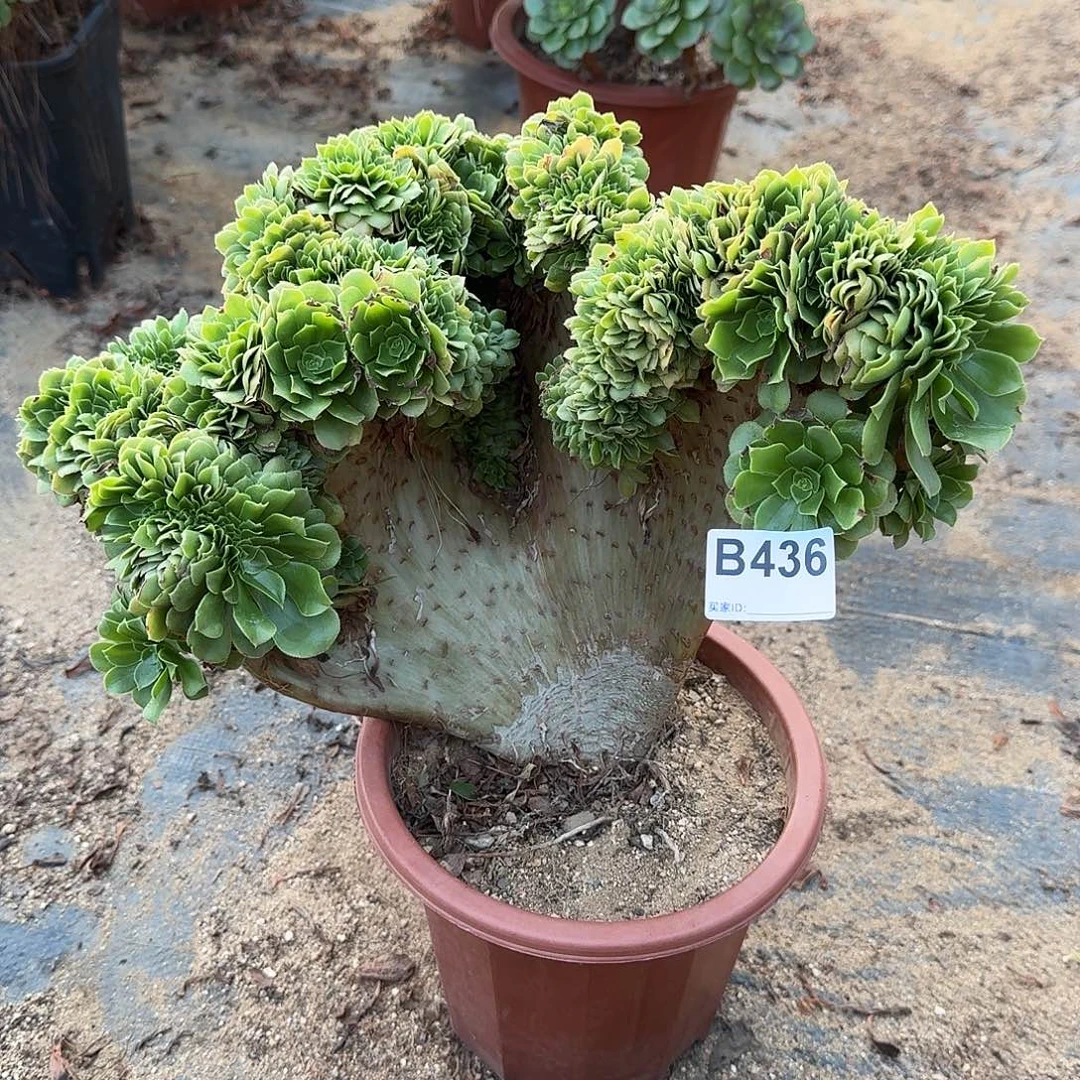 436绿缀一颗那呀呀