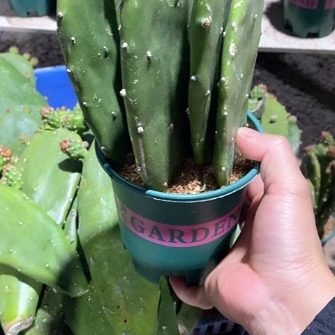5片原盆发货胭脂仙人掌