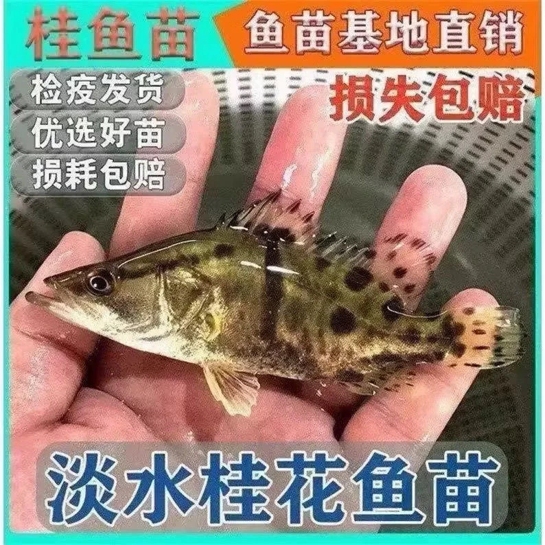 淡水养殖活体桂花鱼苗鳜鱼苗可观赏适合鱼缸养殖
