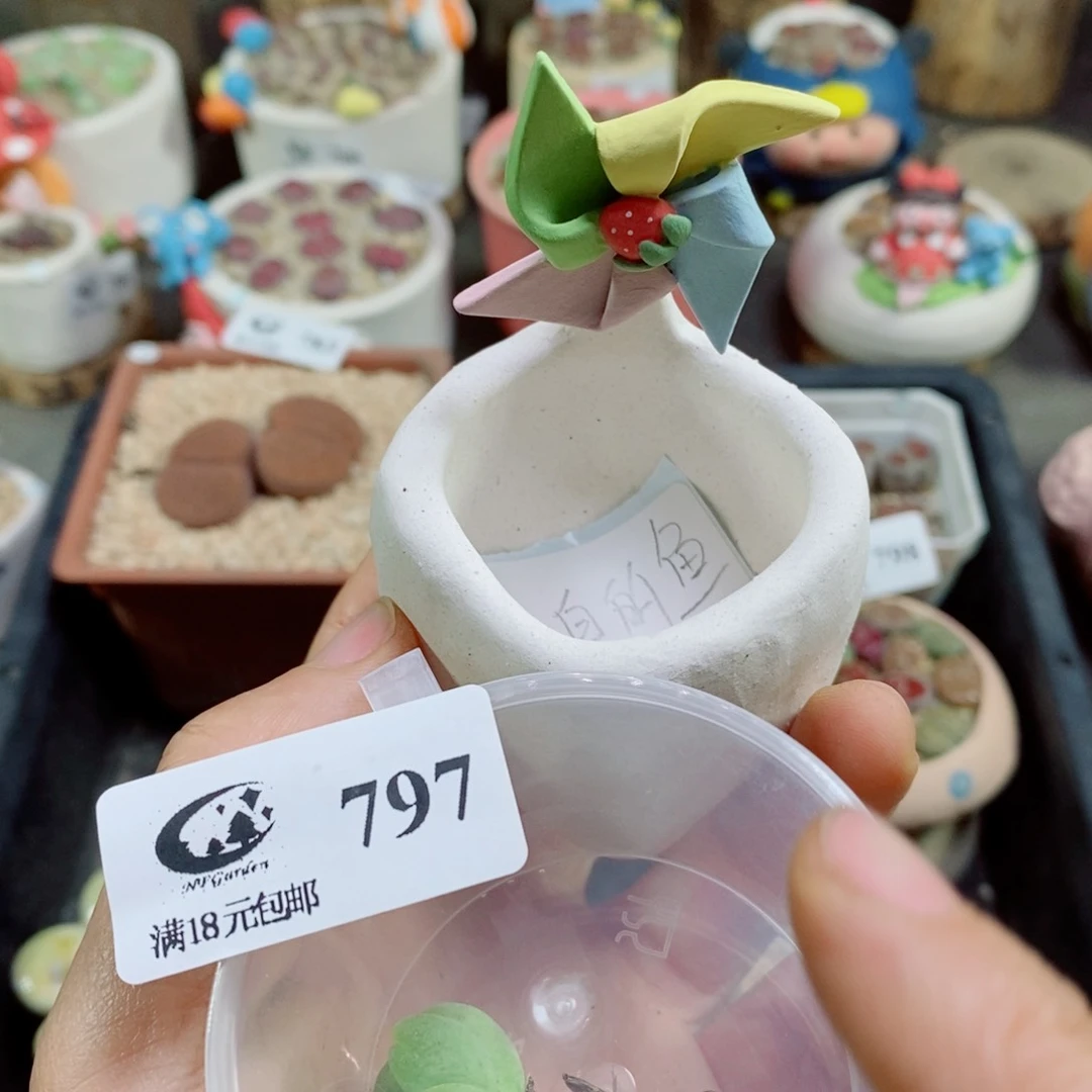 小***鱼生石花花花花花花花797