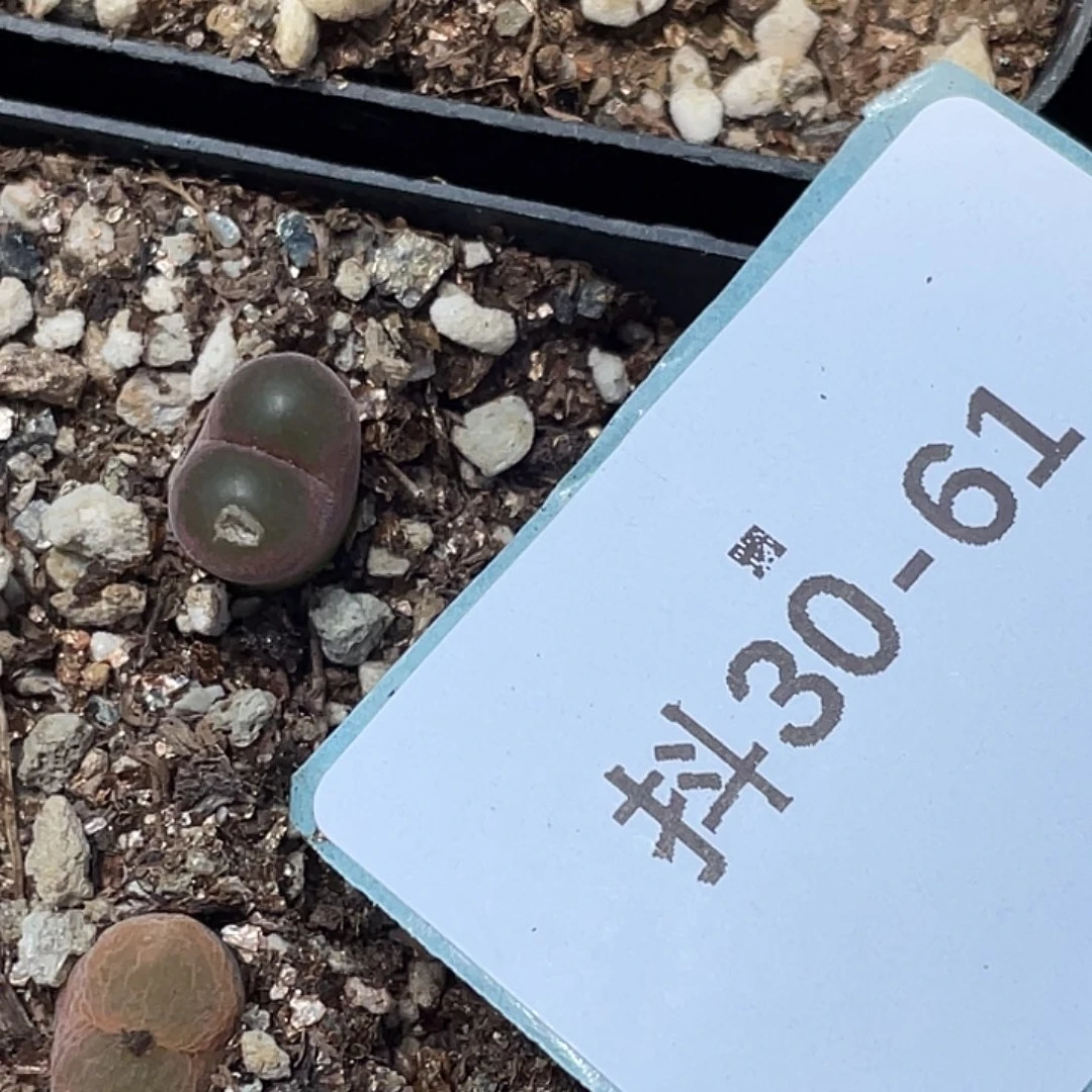 值***元30-61肉锥多肉植物