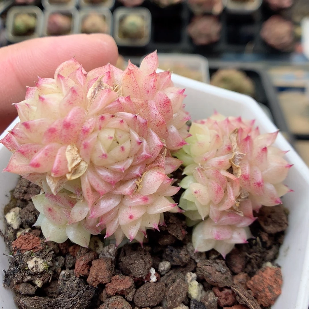 R60两群，20包邮两天凑单偏远不发货