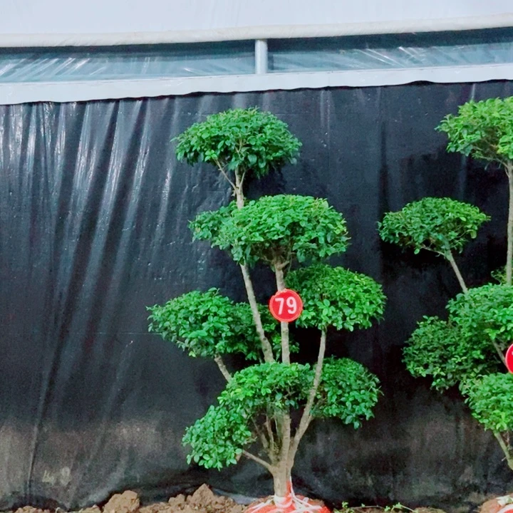 不开花植物一物一拍一物一拍