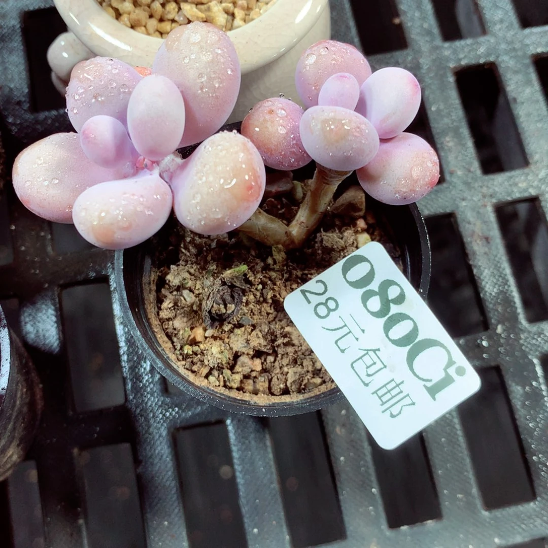 5厘米盆精控多肉080