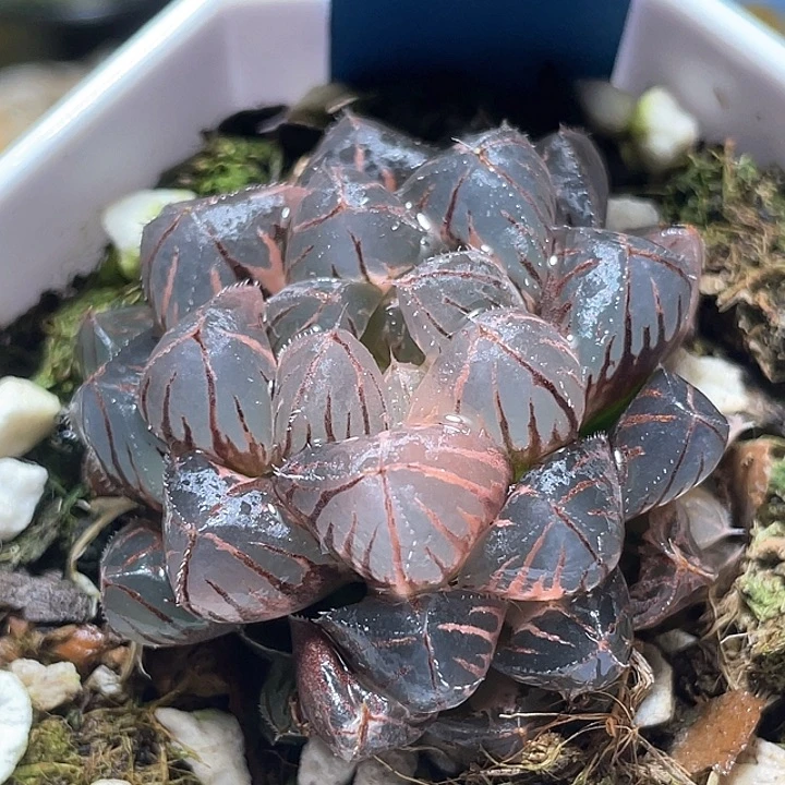 561绯桃锦特选福利一物