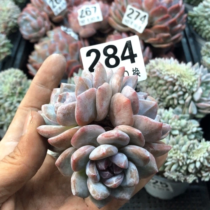 星影梦露石榴籽284