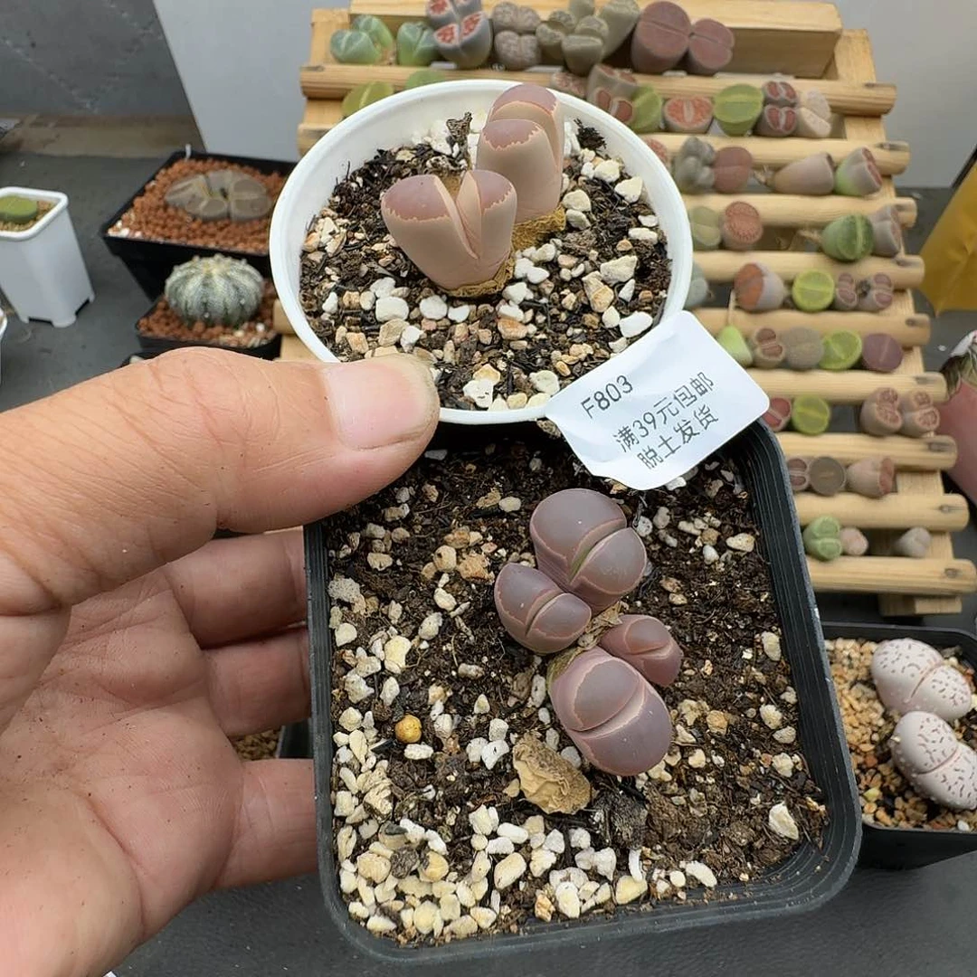 春***香803多肉哈哈哈哈哈哈