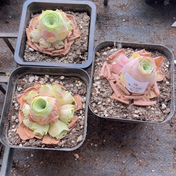 28 裸根不带土发货不包损