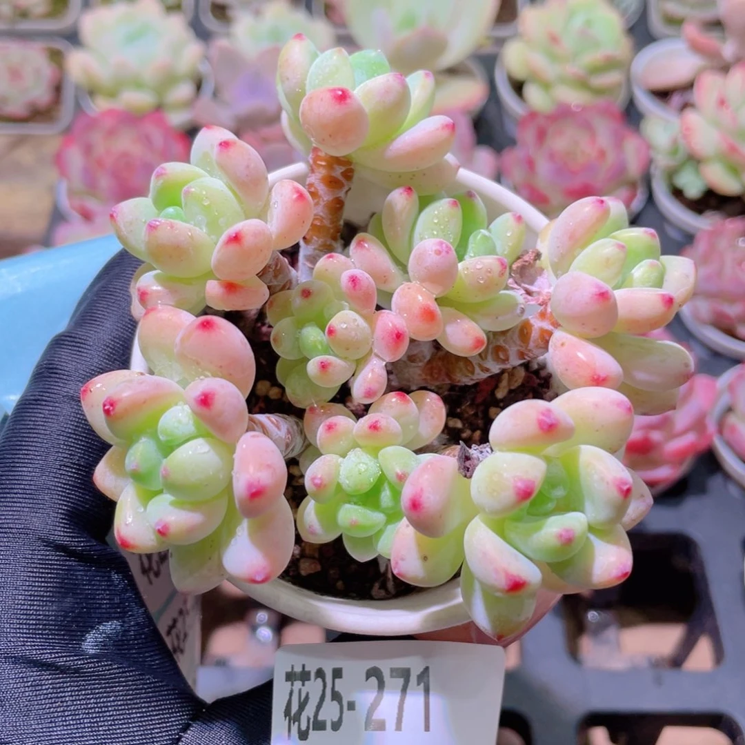 花利美25-271罗琦