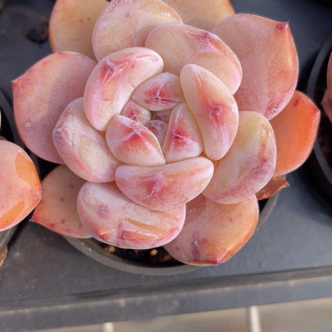 星影多肉9.9包邮发货