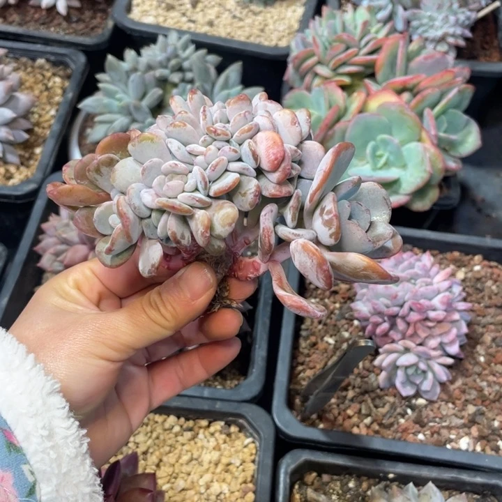 【闪购商品】香橙缀