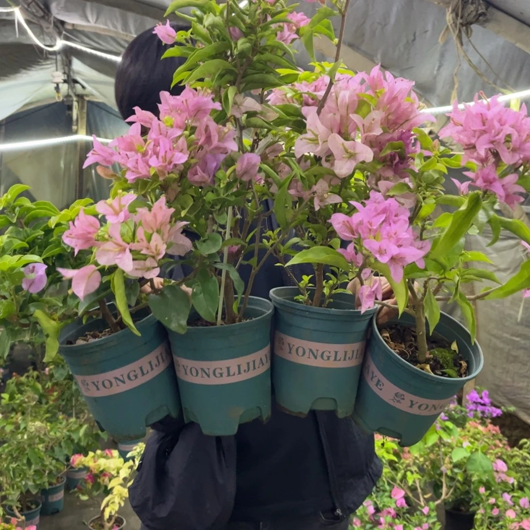 完全开放（姬小桃1棵）三角梅会落花落叶会光杆苗有大有小