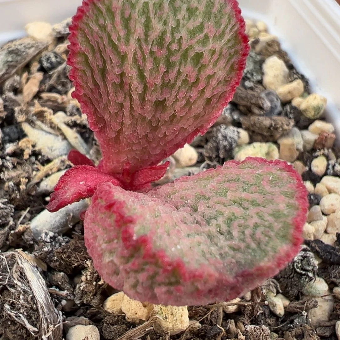 纯粉色诱惑网纹款新品