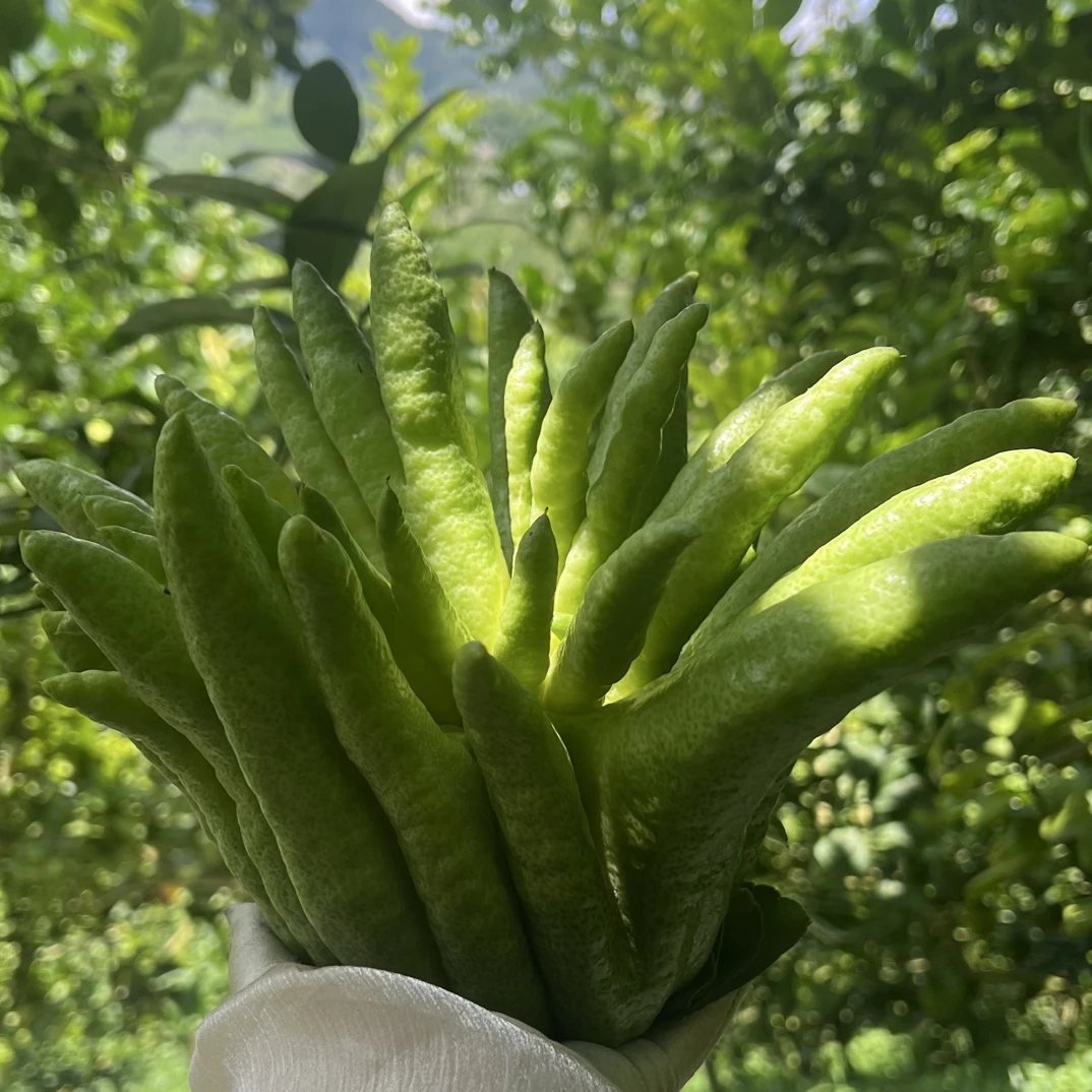1400g-1500g云南高山佛手，天然香薰