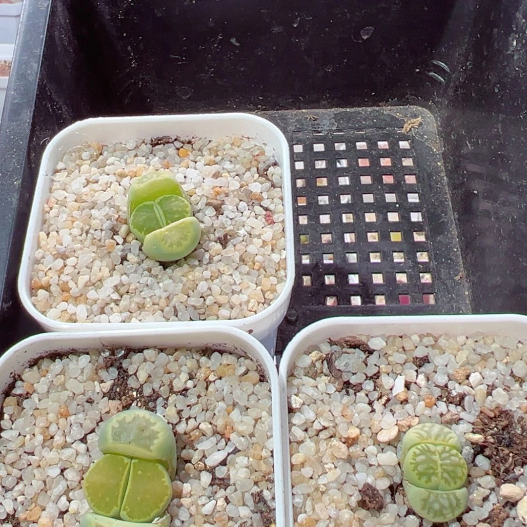 安***院207-469.我的小伙伴